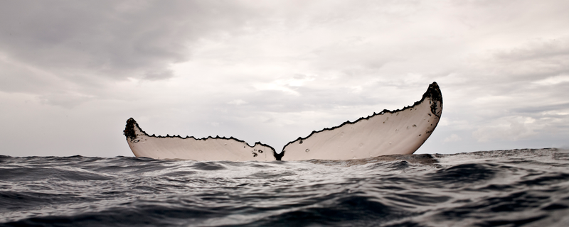 Illustration for article titled These beautiful portraits of whales will make you weep at the wonder of the universe (no, really)